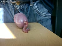 Incredibly weird homemade insertion movie where a dude slides live worms in his dick hole